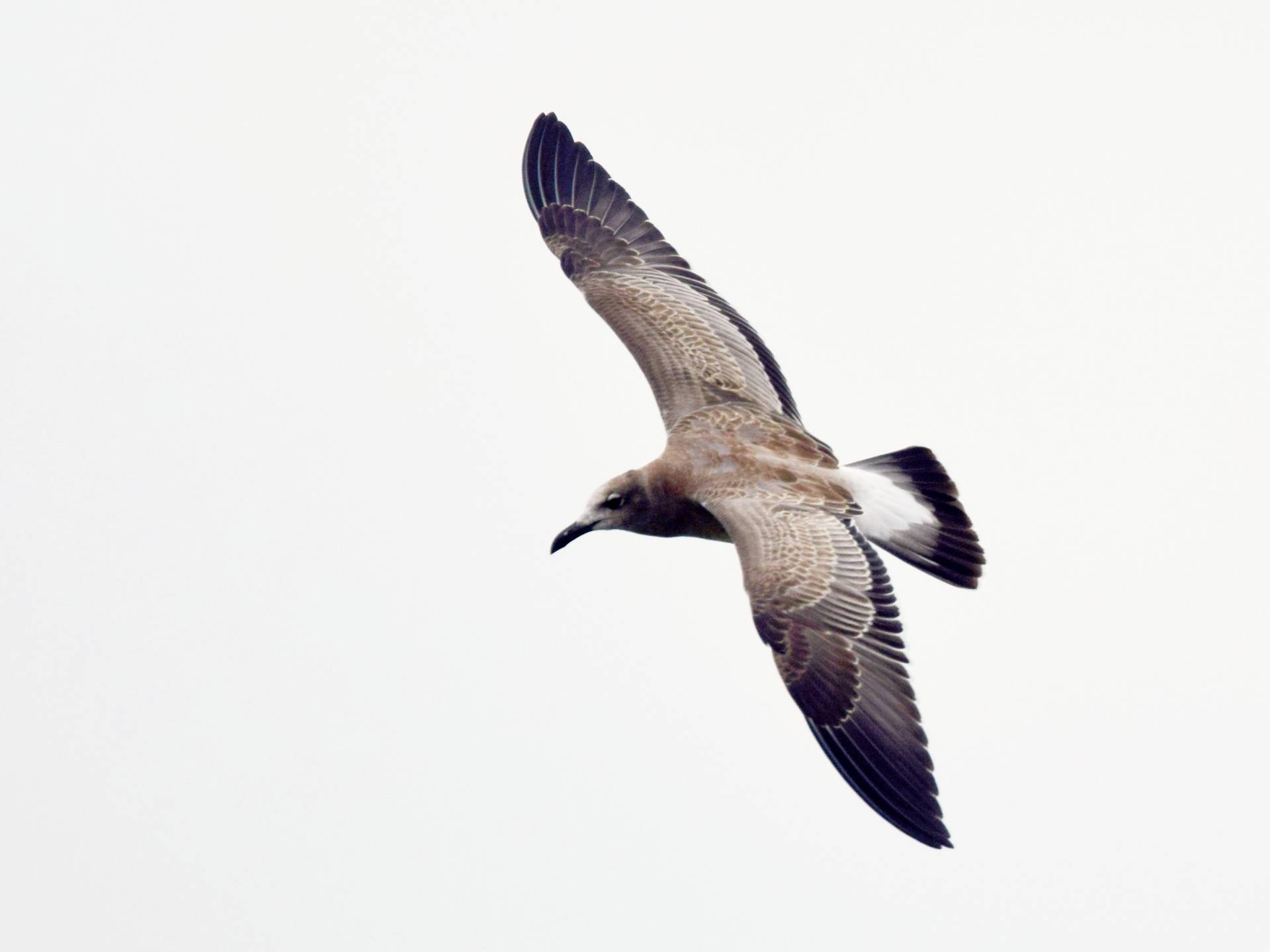 File:Laughing Gull (29572265996).jpg by Andy Reago & Chrissy McClarren is licensed under CC BY 2.0.